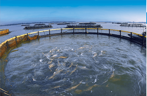 Aquaculture